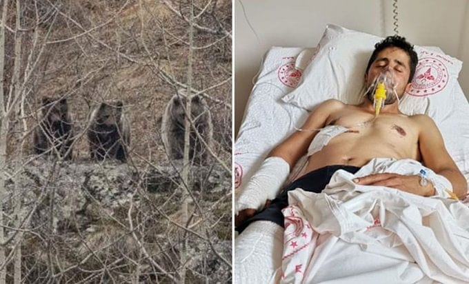 Fatih Coştur (35), ayı saldırısına uğradı.