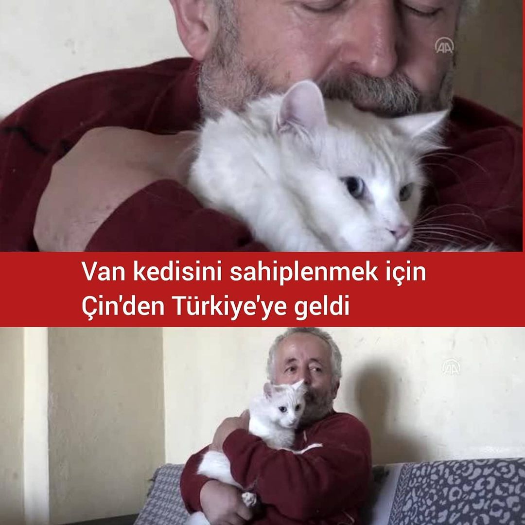 Van kedisi sahiplendirilmek için Çin'den Türkiye'ye geldi