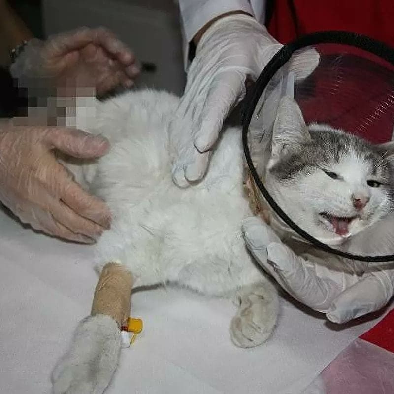 Diyarbakır'da ayakları kesilen kedi, tüm müdahalelere rağmen kurtarılamadı.