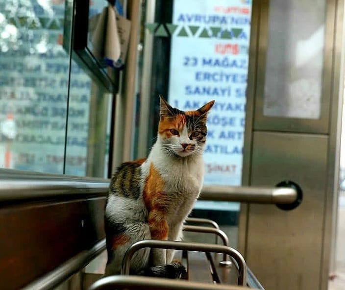 Toplu ulaşım sistemini kullanan şehrimizin fahri denetçileri, sevimli dostlarımız sokağa çıkma kısıtlamasında da görevlerinin başında.