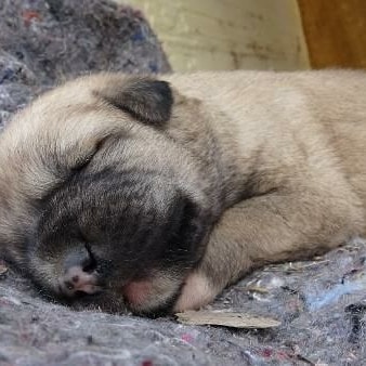 Konya'da kulübeleri ateşe verilen sokak köpeği ile yavrusuna hayvanseverler tarafından yapılan yeni kulübe de çalındı.