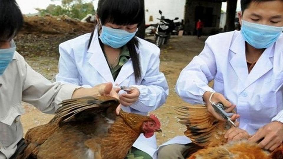 Japonya'da kuş gribi nedeniyle 44 binden fazla kümes hayvanı itlaf edilecek.
