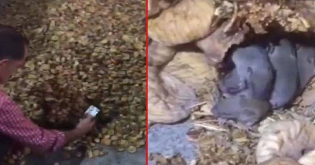 TikTok'ta bir kuru incir deposunda çekilen görüntüler sosyal medyayı ayağa kaldırdı.