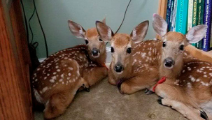 Kapısını açık unutan kadın, firtina sonrası eve döndüğünde bu manzarayla karşılaşmış.