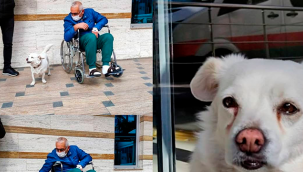 Köpeği, 5 gündür sahibinin tedavi gördüğü özel hastanenin giriş kapısı önünde bekliyor.