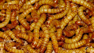 Un kurdu sofralarda yerini almaya hazırlanıyor
