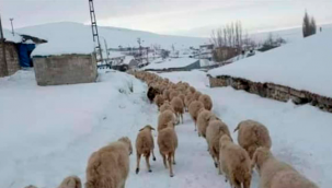 Yaylada mahsur kalan 2 bin küçük baş hayvan ve 4 çoban kurtarıldı