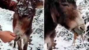 Zavallı eşeğin ağzını tel ile bağlayıp ölüme terk ettile