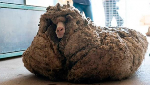 Baarack adlı koyundan yaklaşık 35 kilogram yün çıktı.