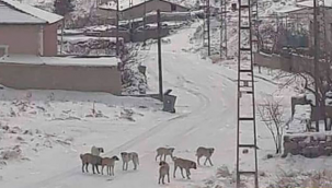 Sokak aralarında sürü halinde gezen başı boş köpek sürüleri, ilçe halkını tedirgin ediyor.