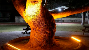 Kocasinan Belediyesi, ilçenin tarihine ışık tutan çınar ağaçlarının bakımlarını yaptıkdan sonra LED'le aydınlattı