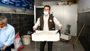 Bin 250 kilogram kaçak sazan ve yayın balığı ele geçirildi.