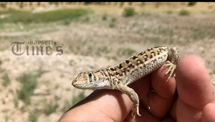 Malatya'da yeni bir kertenkele türü kayıt altına alındı Bilim insanları