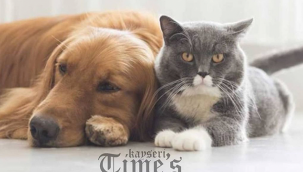 Resmi Gazete'ye göre; Köpeklere 2021 yılı, kedi ve gelinciklere ise 2022 yılı sonuna kadar mikroçip takma zorunluluğu getirildi