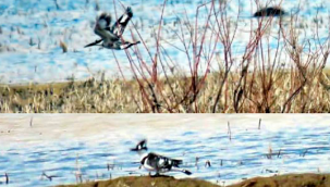 Sultan Sazlığı Milli Parkı'nda ilk kez görülen alaca yalıçapkını kuş türü objektife yansıdı