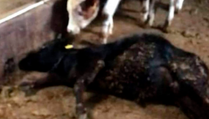 Tomarza ilçesinde bir ahırda meydana gelen elektrik kaçağı nedeniyle 3 büyükbaş hayvan telef oldu