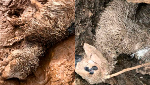 Yahyalı'da yoğun şekilde yağan kar nedeni ile 70 koyun telef olurken, 4 koyun da kayboldu