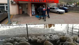 120 küçükbaş hayvanı tırla çalan şahıslar yakalandı
