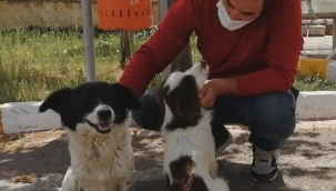 Emliyet müdürü 2 sokak köpeğine sahip çıktı