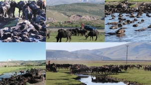 Erciyes dağının eteğinde manda, koyun ve yılkı atlarının görsel şovu.