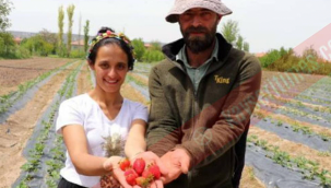 Kayseri'de, şehir hayatını geride bırakıp Yeşilhisar'a yerleşen çift, şimdi çilek üreticisi oldu!