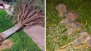 Rüzgarın devirdiği ağaçtan düşen 4 serçe yavrusu Kocasinan belediyesi ekiplerince kurtarıldı