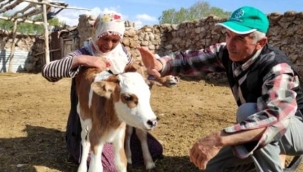 Yetim kalan buzağılara keni çocukları gibi bakıyorlar