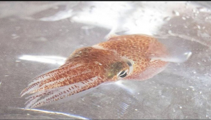 Hawaii Üniversitesi'nin Kewalo Deniz Laboratuvarı'nda yetiştirilen yavru kalamar, bu ayın başında SpaceX ikmal görevi için uzaya fırlatıldı