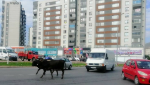 Kayseri'nin Melikgazi ilçesinde trafiğin yoğun olduğu caddede başıboş gezen büyükbaş hayvan sürüsü, sürücülere zor anlar yaşattı.