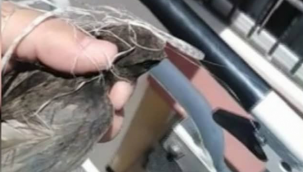 Kayseri’nin Talas ilçesinde 10 katlı bir apartmanın çatısında kanatlarına ip dolanan kırlangıç, itfaiye ekipleri tarafından kurtarıldı