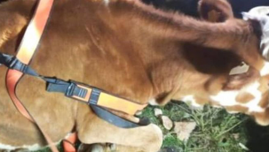 Yahyalı ilçesinde yol altındaki menfeze sıkışan bir büyükbaş hayvan, itfaiye ekipleri tarafından 2 saat süren operasyon ile kurtarıldı