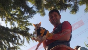 Ağaçta mahsur kalan kedi kurtarıldı