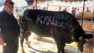 Kral isimli Boğa'yı MHP Kayseri Milletvekili Baki Ersoy satın aldı.