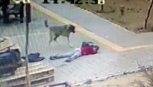 Kayseri'nin Tomarza ilçesinde Başıboş köpekler yolda yürüyen çocuğa böyle saldırdı!