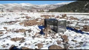 Felahiye ilçesinde bir vatandaşın kümesine giren vaşak, doğaya bırakıldı.