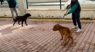 İki pitbull 4 yaşındaki çocuğa saldırdı