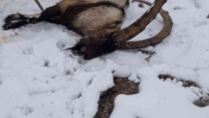 Kurdun saldırdığı yabani dağ keçisi telef oldu.