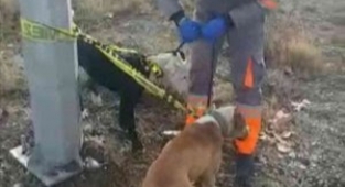 Kayseri'de başıboş gezen yasaklı 2 köpek yakalandı!