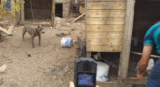 Kayseri'de yasaklı köpek sahiplenen ve ticareti yapan şahıslara ceza