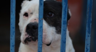 Köpek barınağı yasaklı ırk köpeklerle doldu!