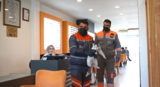 MELİKGAZİ'DEN SOKAK HAYVANLARINA SAĞLIK BAKIMI VE MAMA DESTEĞİ