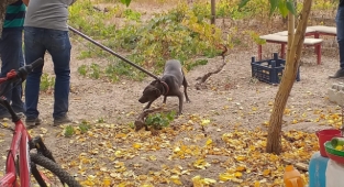 Tehlikeli ırk köpek besleyen 6 kişiye 240 bin TL ceza!
