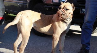 Yasaklı köpek ırkları için son güne girildi!