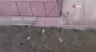 Başkentte ilkokul çevresindeki köpekler korkuttu!