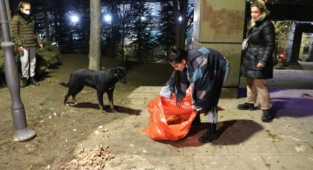Dakikalarca başlarından ayrılmadı! Ölü bulunan 8 köpekte zehirlenme şüphesi