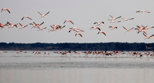 Flamingoların görsel şöleni