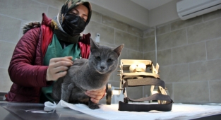 Patilik Mutlu Sokak Hayvanları Kasabası'nda üretilen yürüteçler ile felçli hayvanlar ayağa kaldırılıyor!