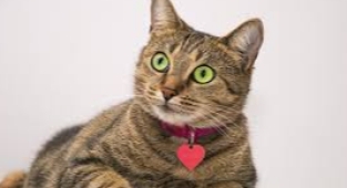 SAADET’Lİ GENÇLER KEDİLERİN KEDİLER GÜNÜNÜ KUTLADI