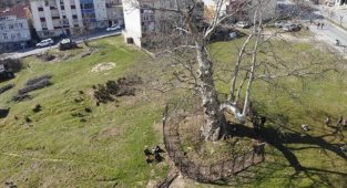 Şehrin ortasında 550 yıllık ağaç adeta zamana meydan okuyor