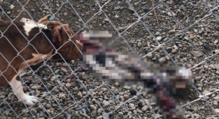 Çanakkale Belediye Barınağı'nda aç bırakılan pitbulllar birbirini parçaladı